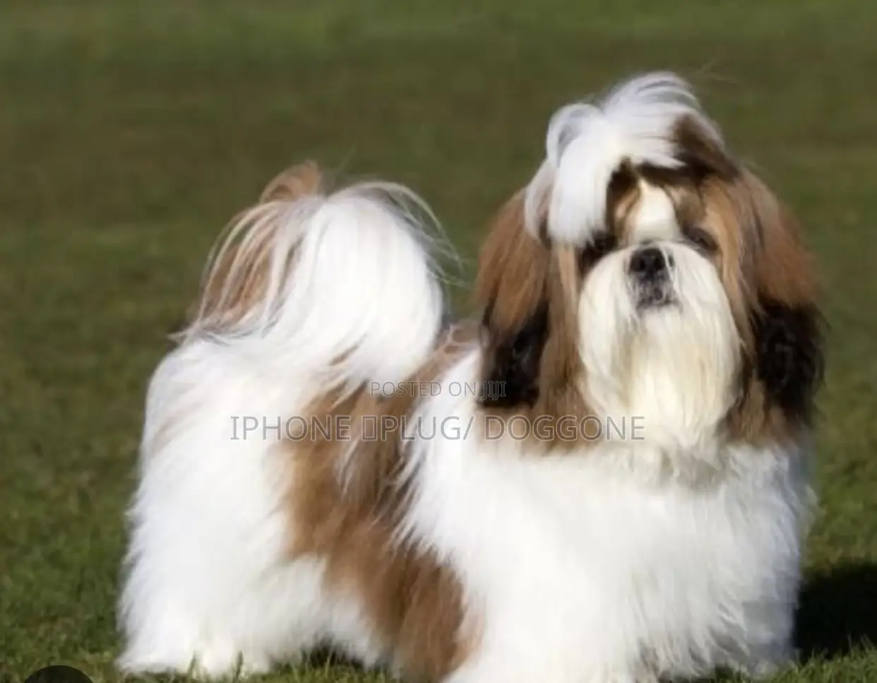 3-6 months Female Purebred Maltese Shih Tzu