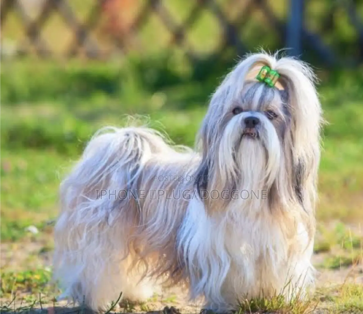 3-6 months Female Purebred Maltese Shih Tzu