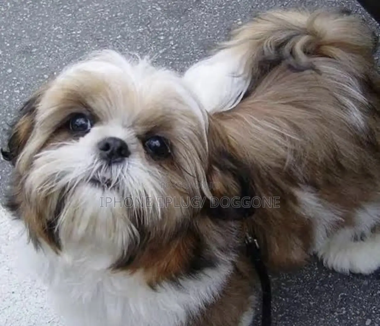 3-6 months Female Purebred Maltese Shih Tzu