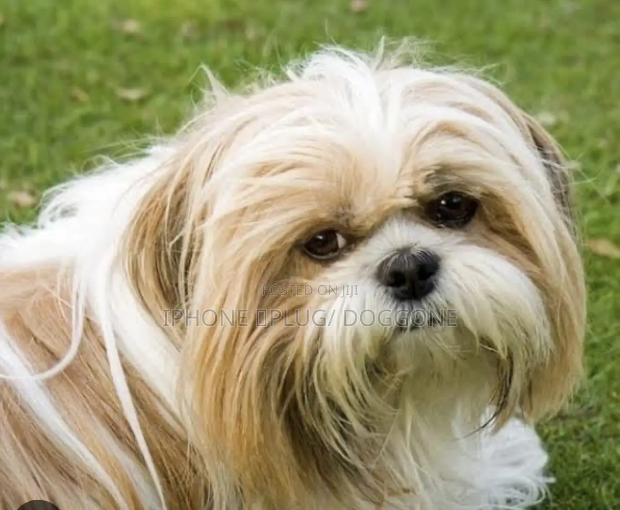 3-6 months Female Purebred Maltese Shih Tzu