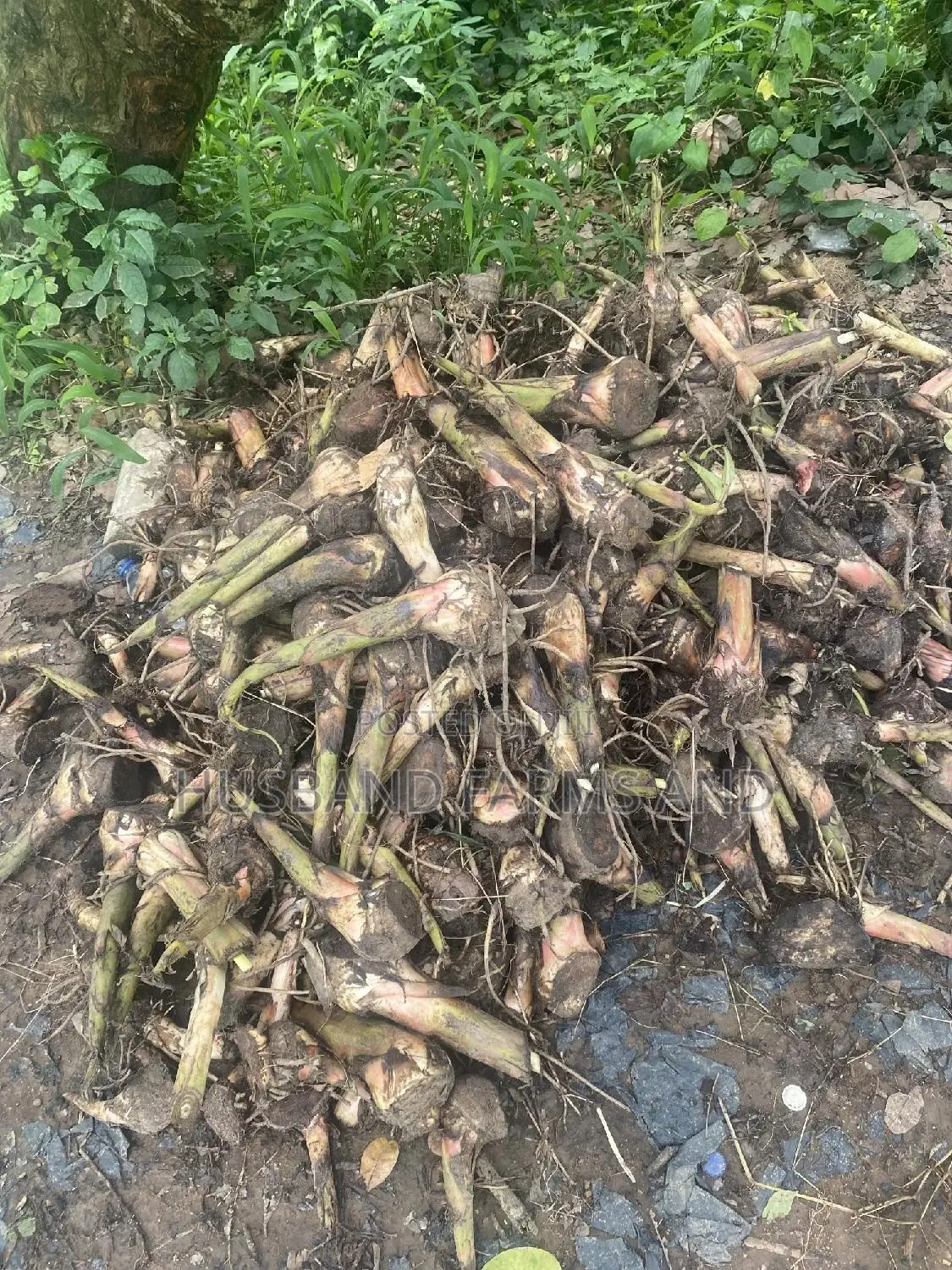 Hybrid (Elephant Giant) Plantain Suckers