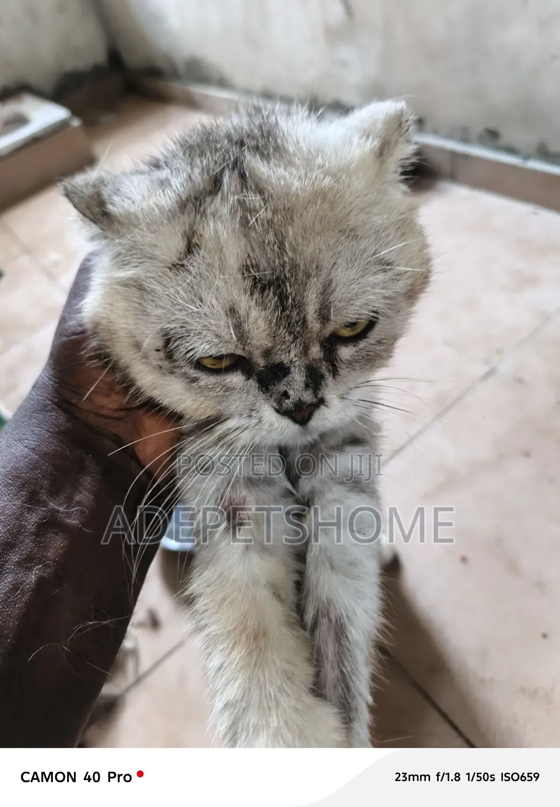 6-12 months Male Purebred Scottish Fold
