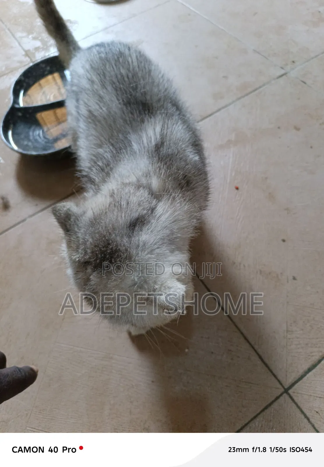 6-12 months Male Purebred Scottish Fold