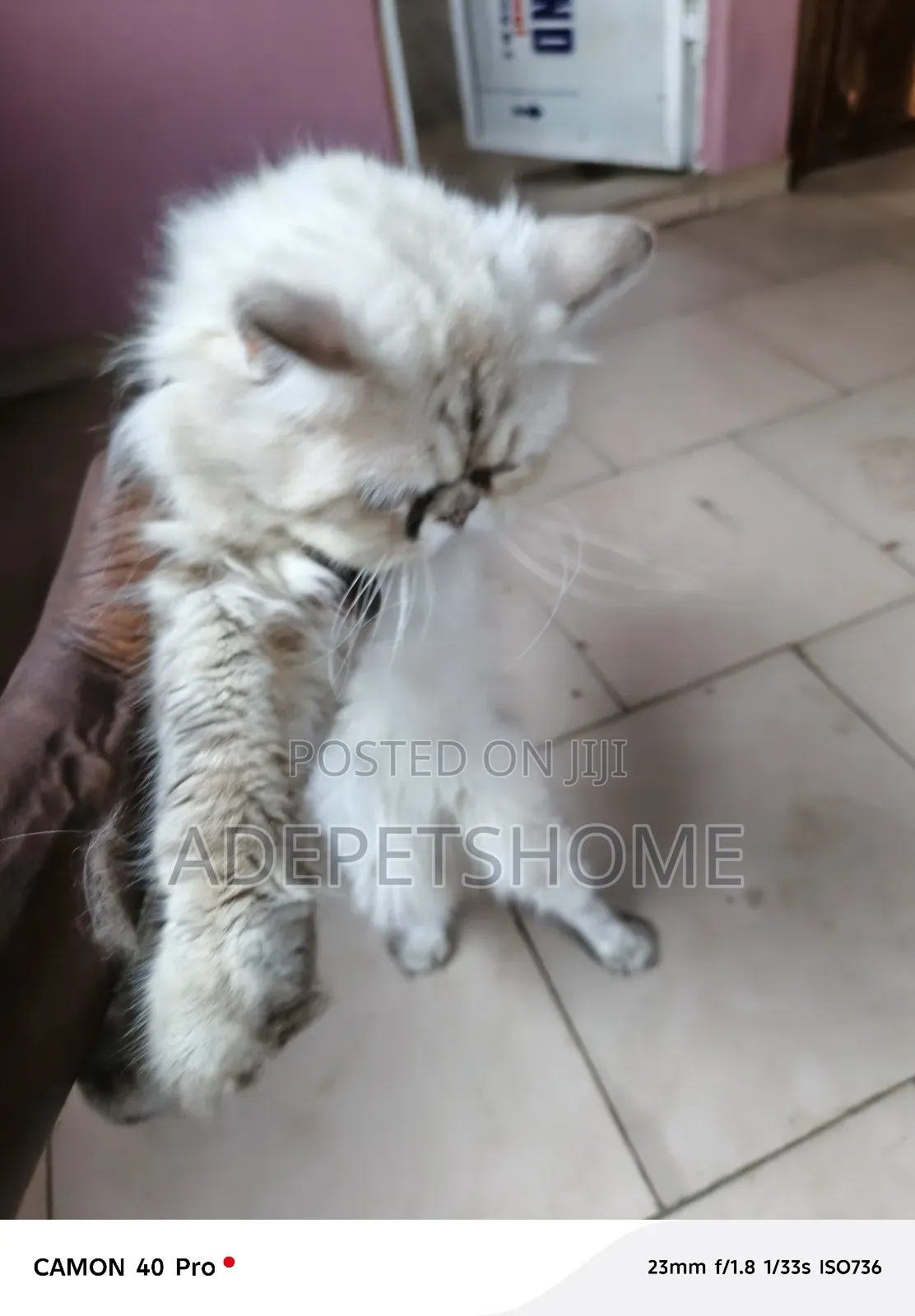 6-12 months Male Purebred Persian