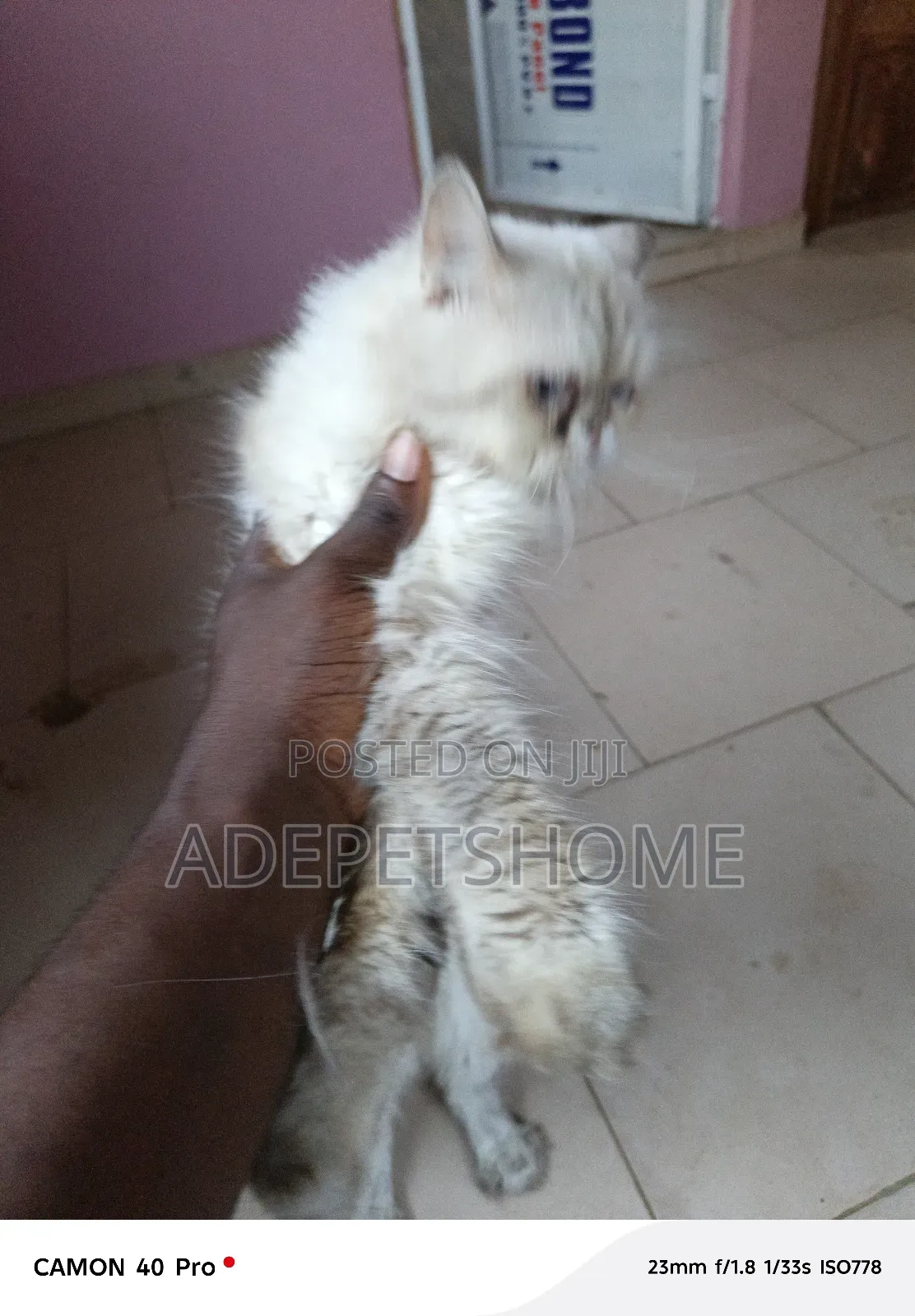 6-12 months Male Purebred Persian