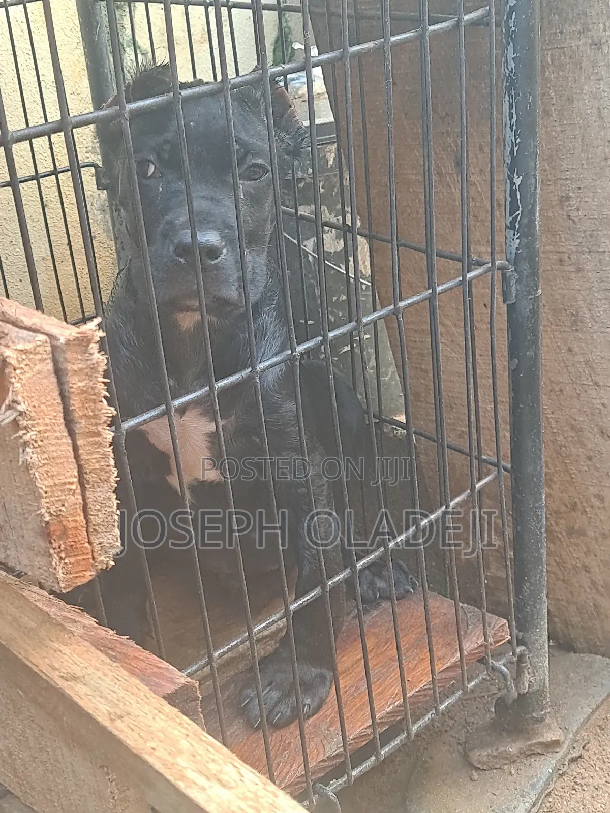 3-6 months Male Purebred Cane Corso