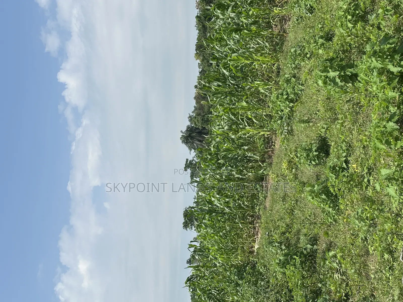400 Acres Available at Okaka, Itesiwaju Local Government