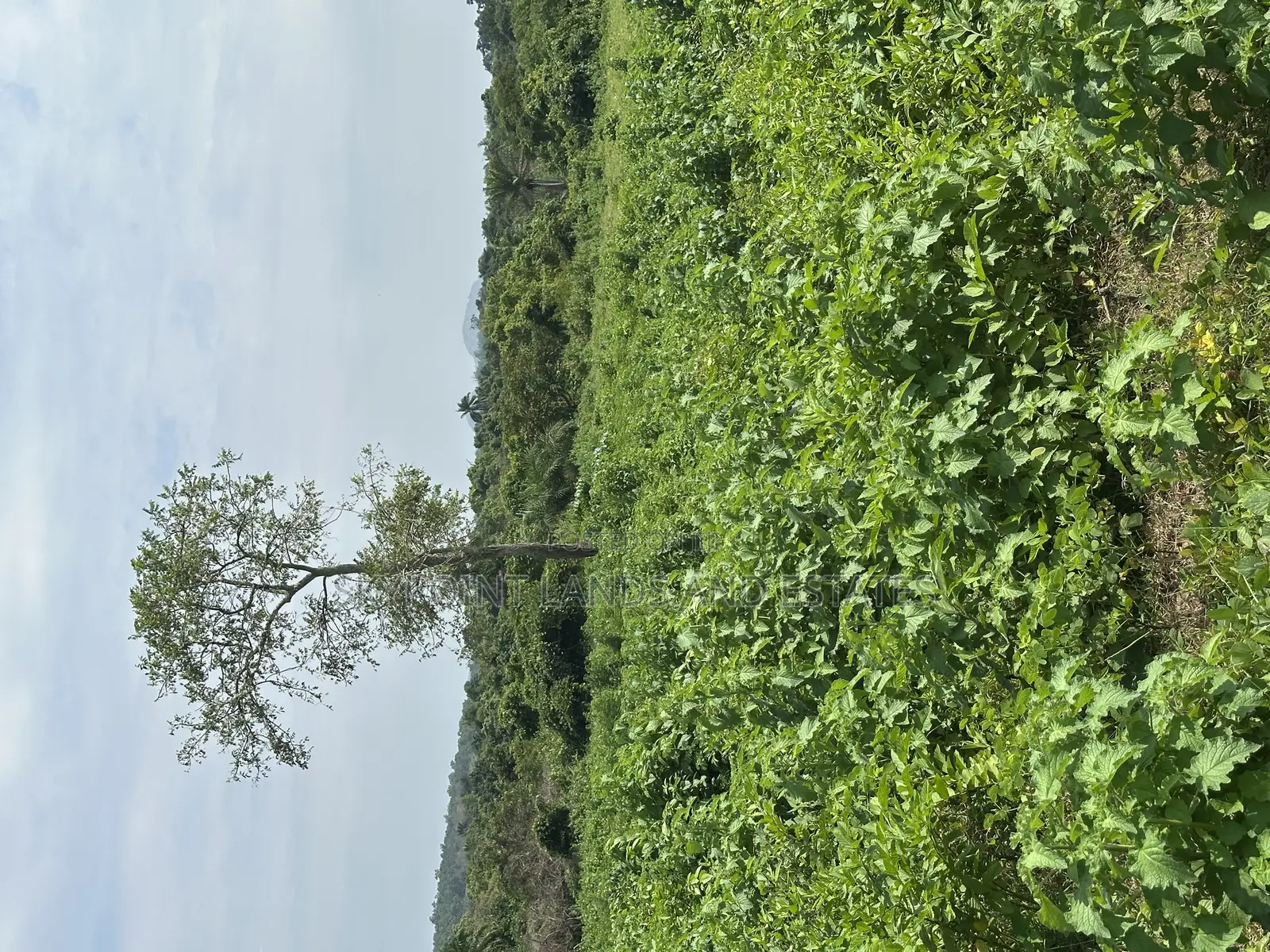 400 Acres Available at Okaka, Itesiwaju Local Government