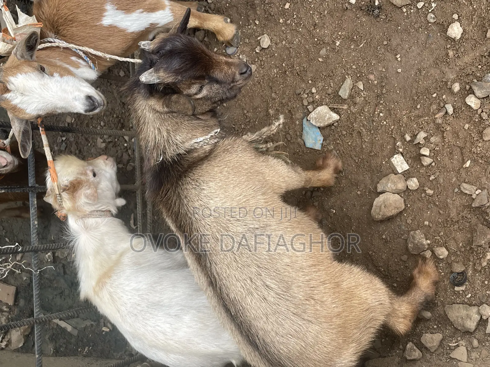 West African Dwarf  Goat