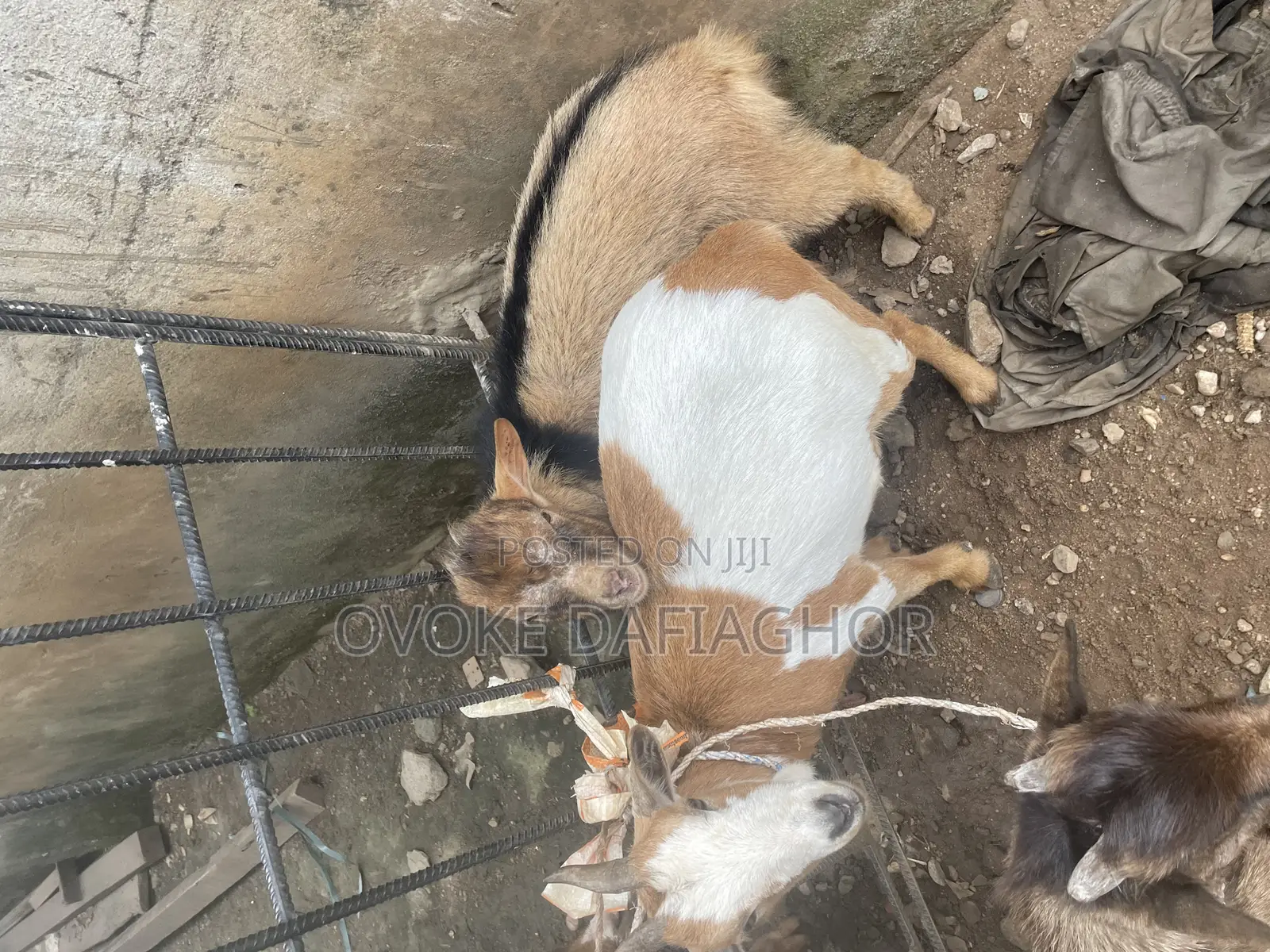 West African Dwarf Goat