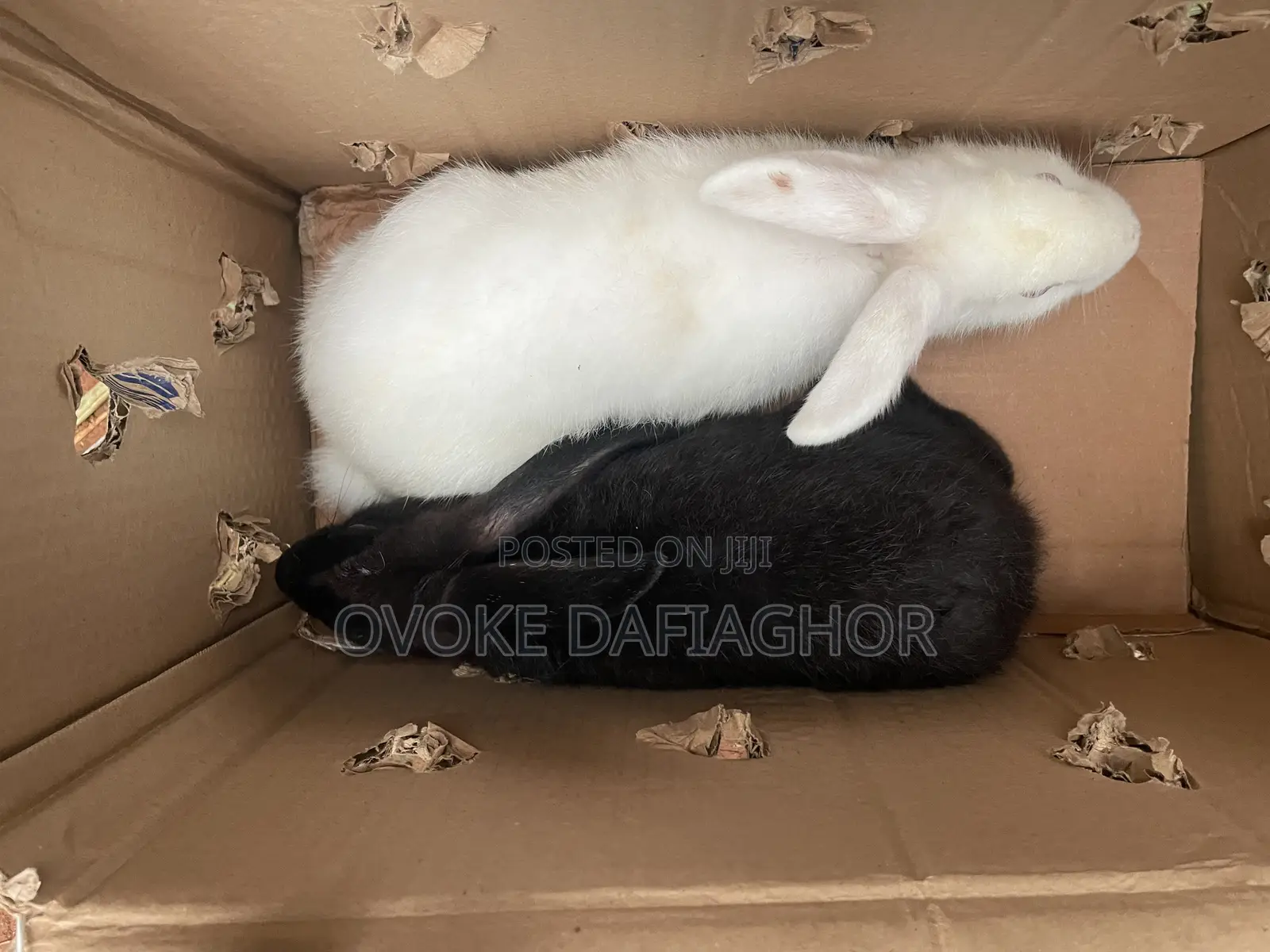 Pair Of Newzealamd Rabbits
