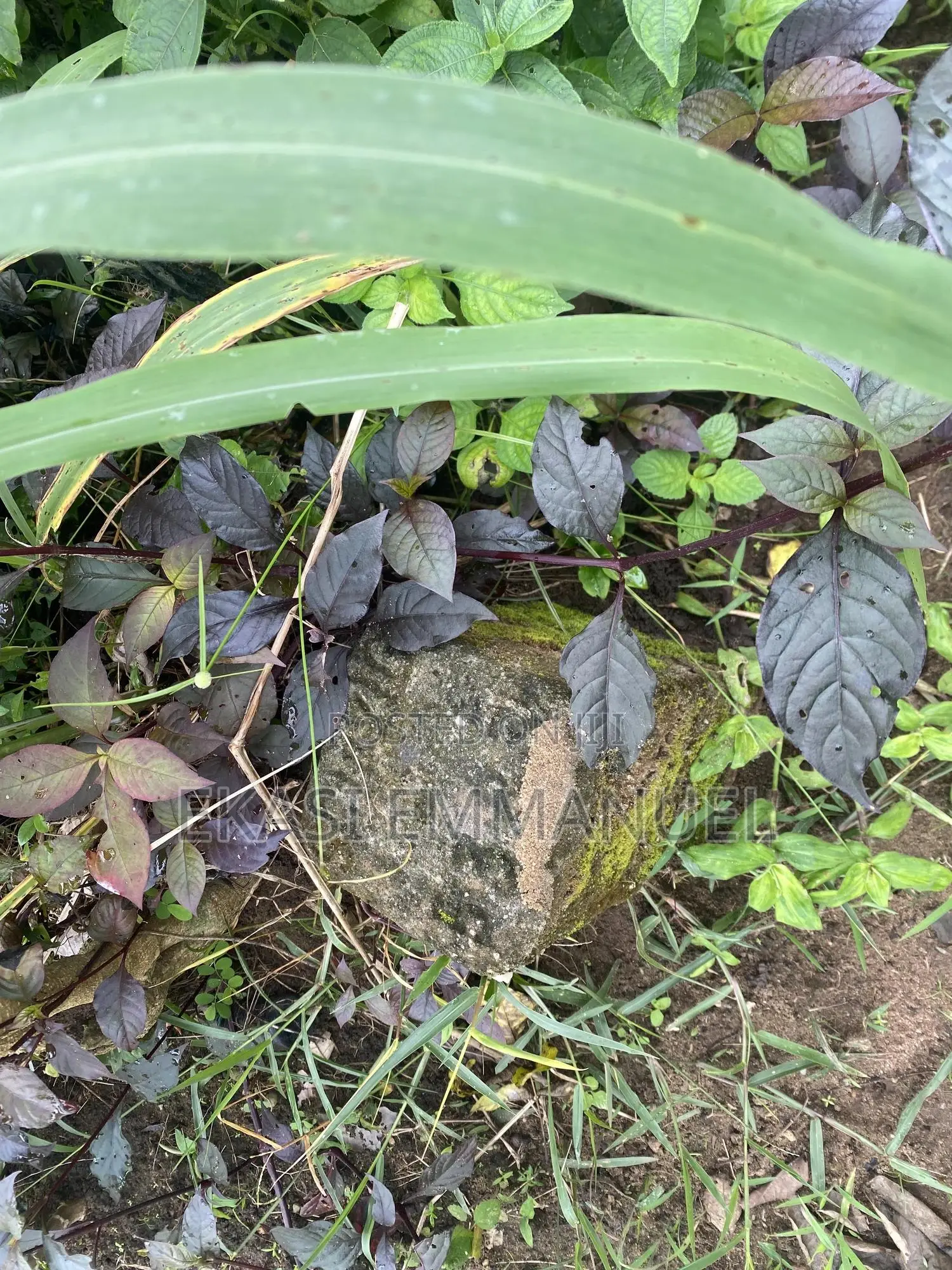One Plot of Land for Sale
