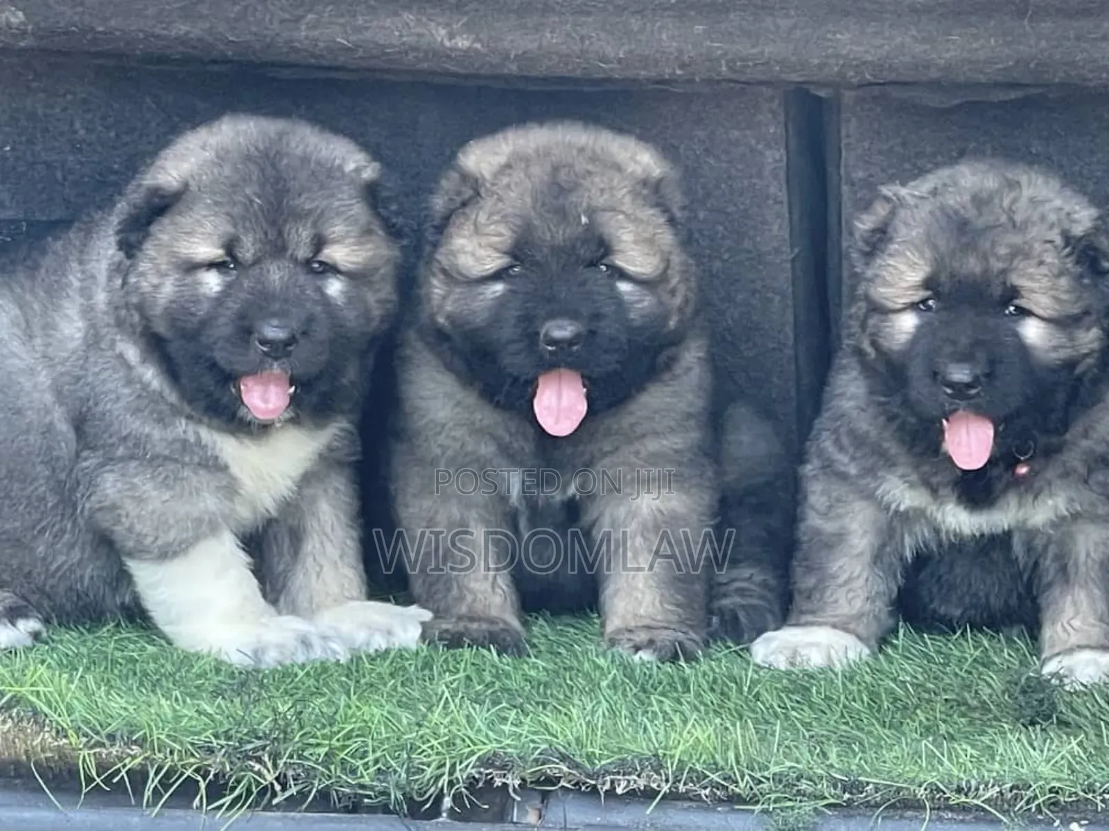 1-3 months Male Purebred Caucasian Shepherd