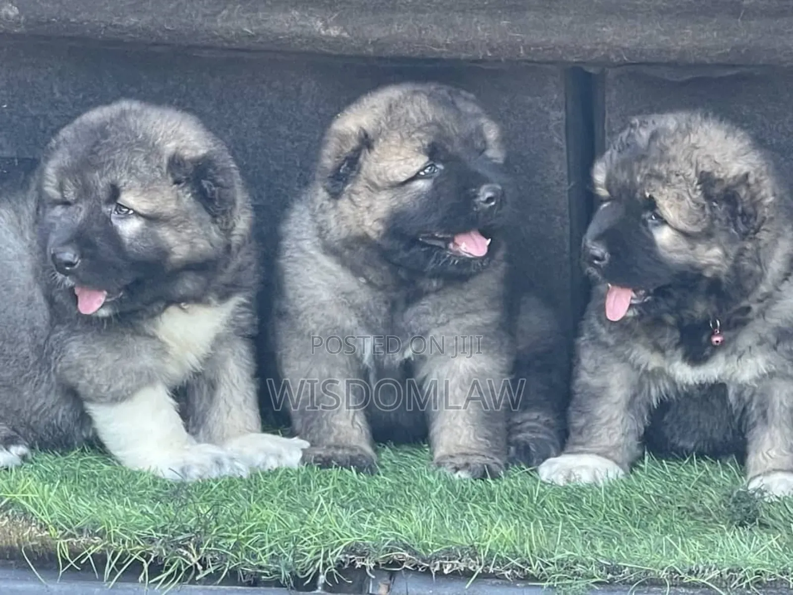 1-3 months Male Purebred Caucasian Shepherd