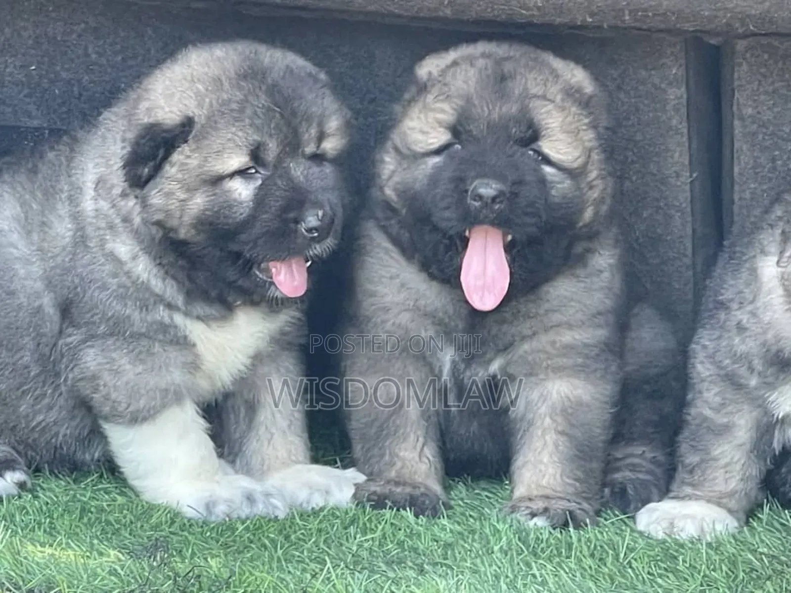 1-3 months Female Purebred Caucasian Shepherd