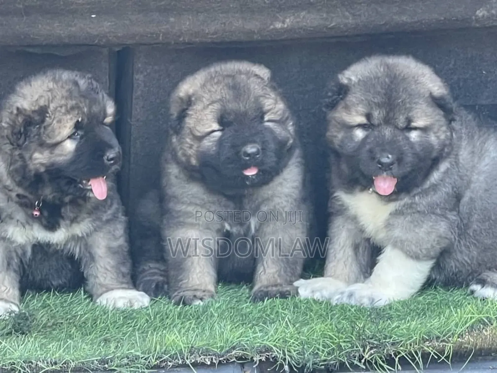 1-3 months Male Purebred Caucasian Shepherd