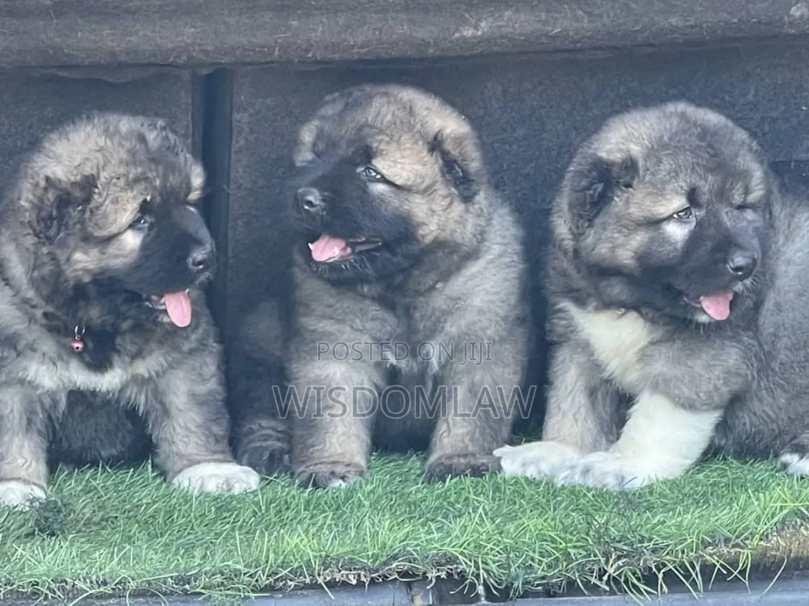 1-3 months Male Purebred Caucasian Shepherd