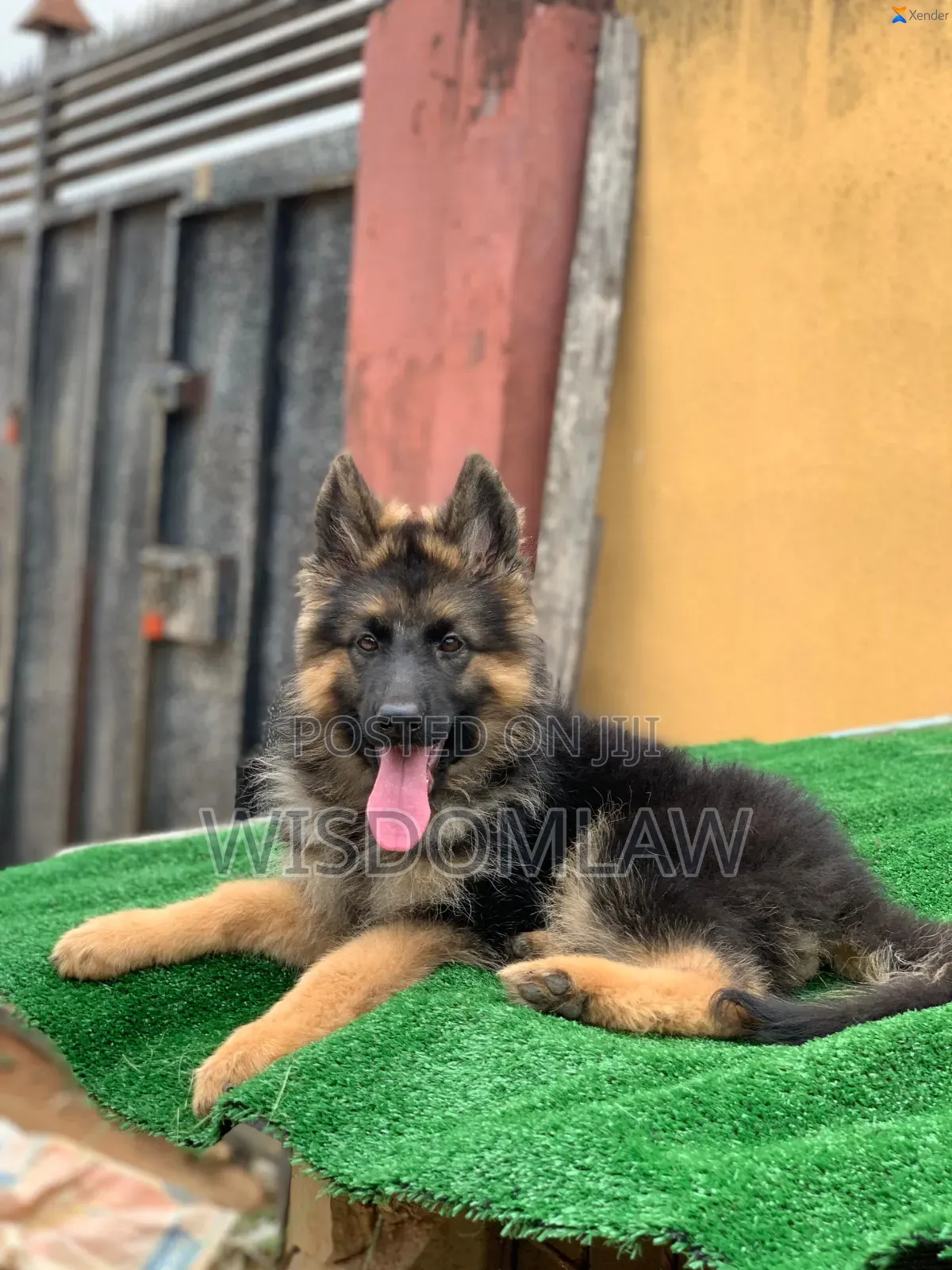 3-6 months Female Purebred German Shepherd