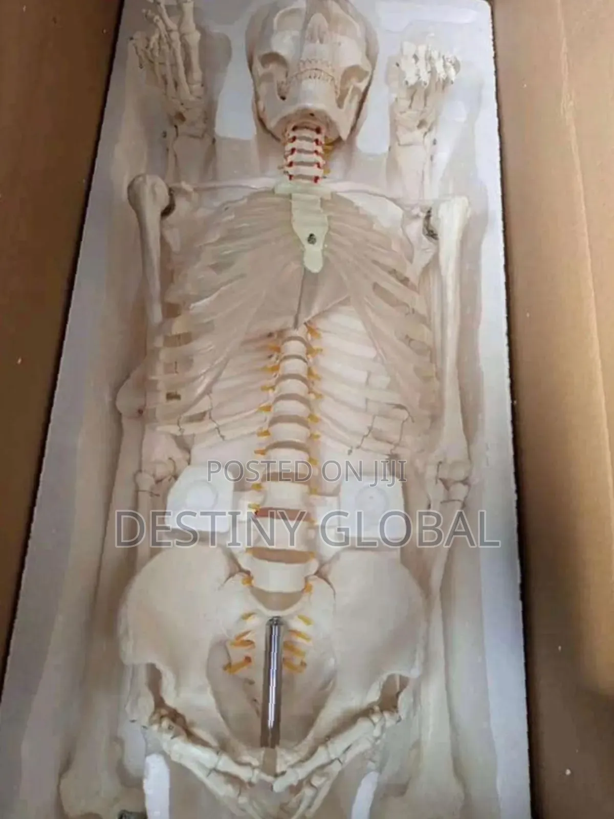 Human Skeleton