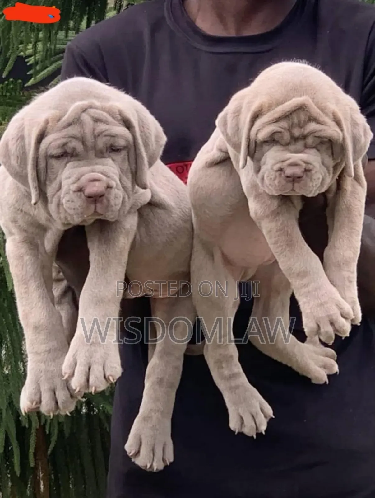 1-3 months Female Purebred Neapolitan Mastiff