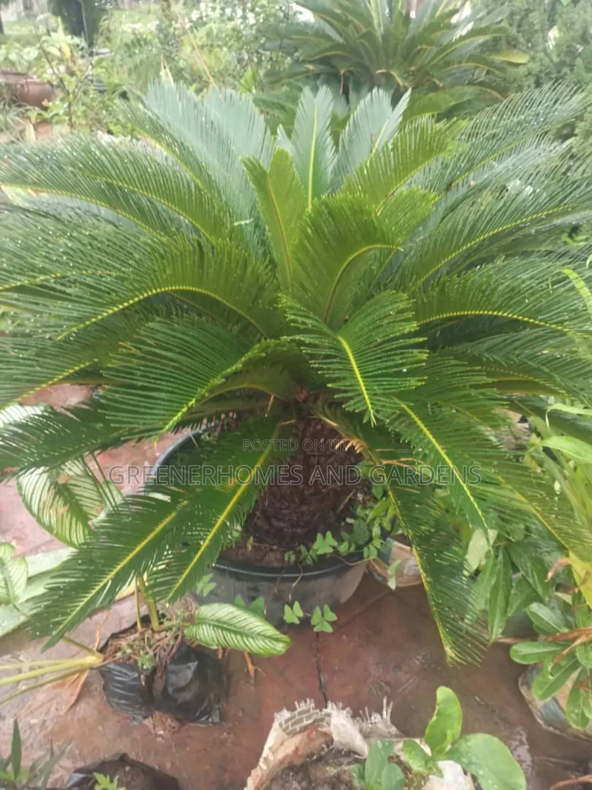Cycas Palm