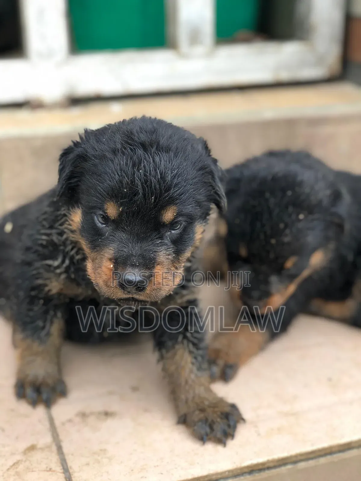 1-3 months Female Purebred Rottweiler