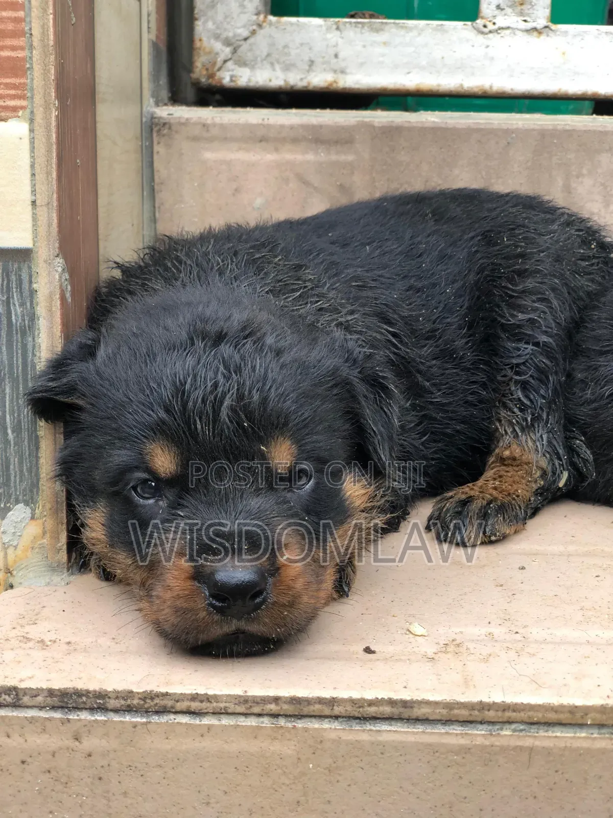 1-3 months Female Purebred Rottweiler