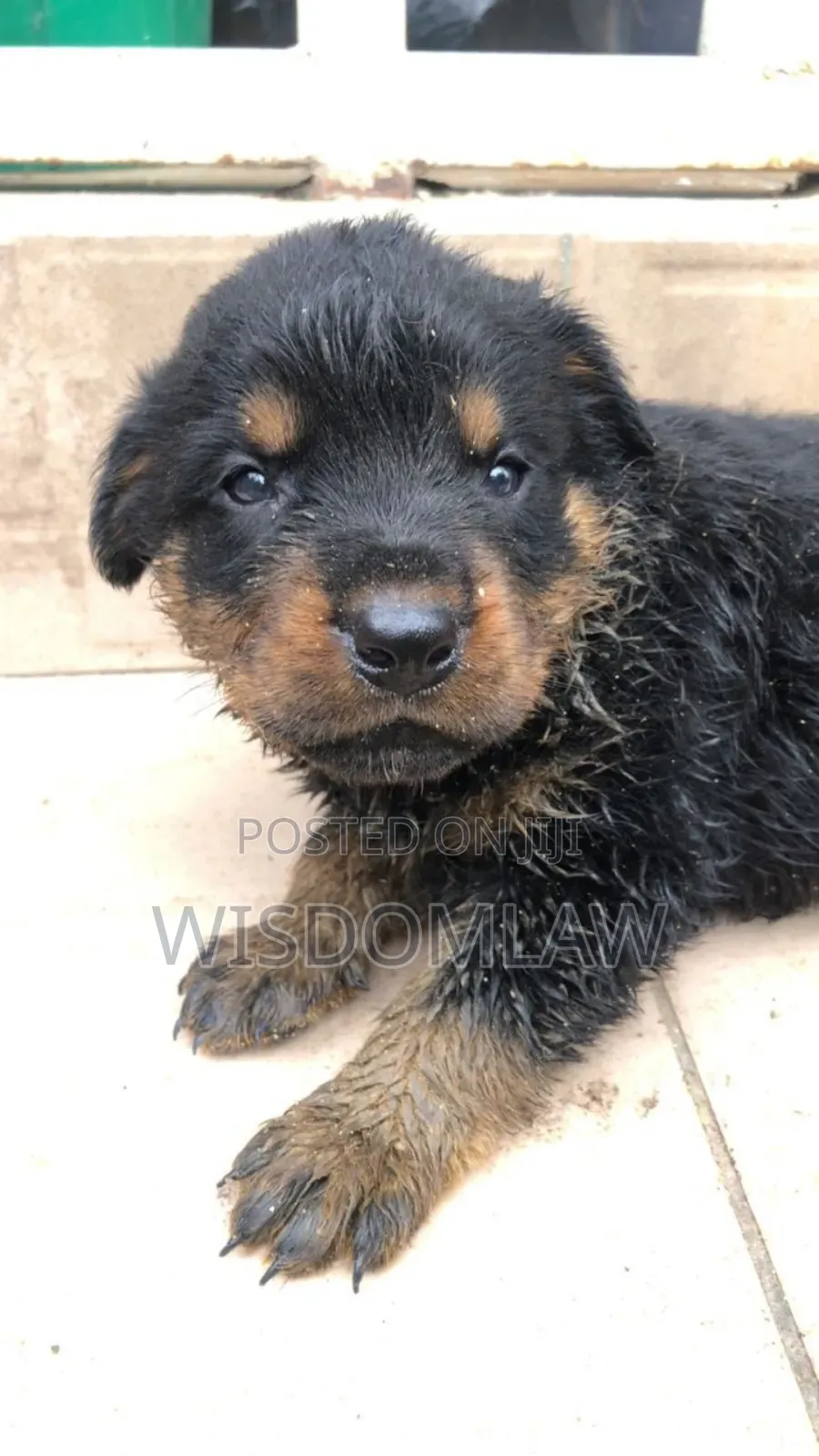 1-3 months Female Purebred Rottweiler