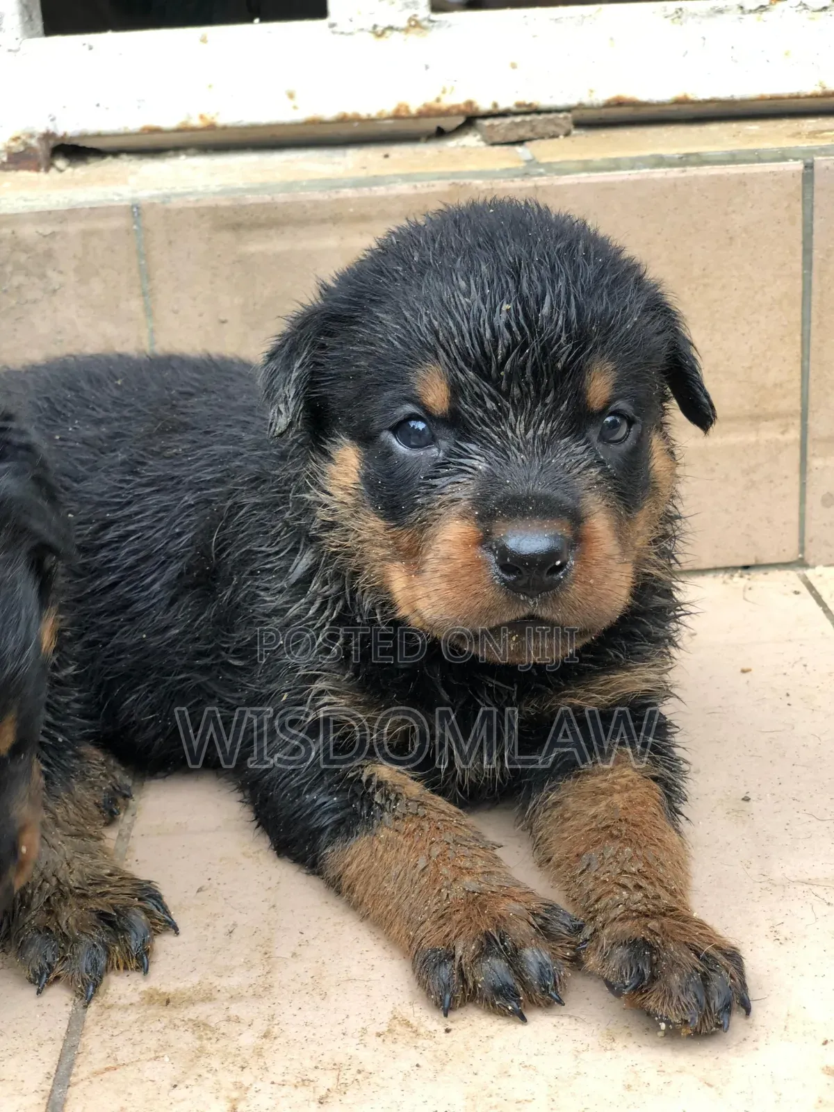 1-3 months Female Purebred Rottweiler