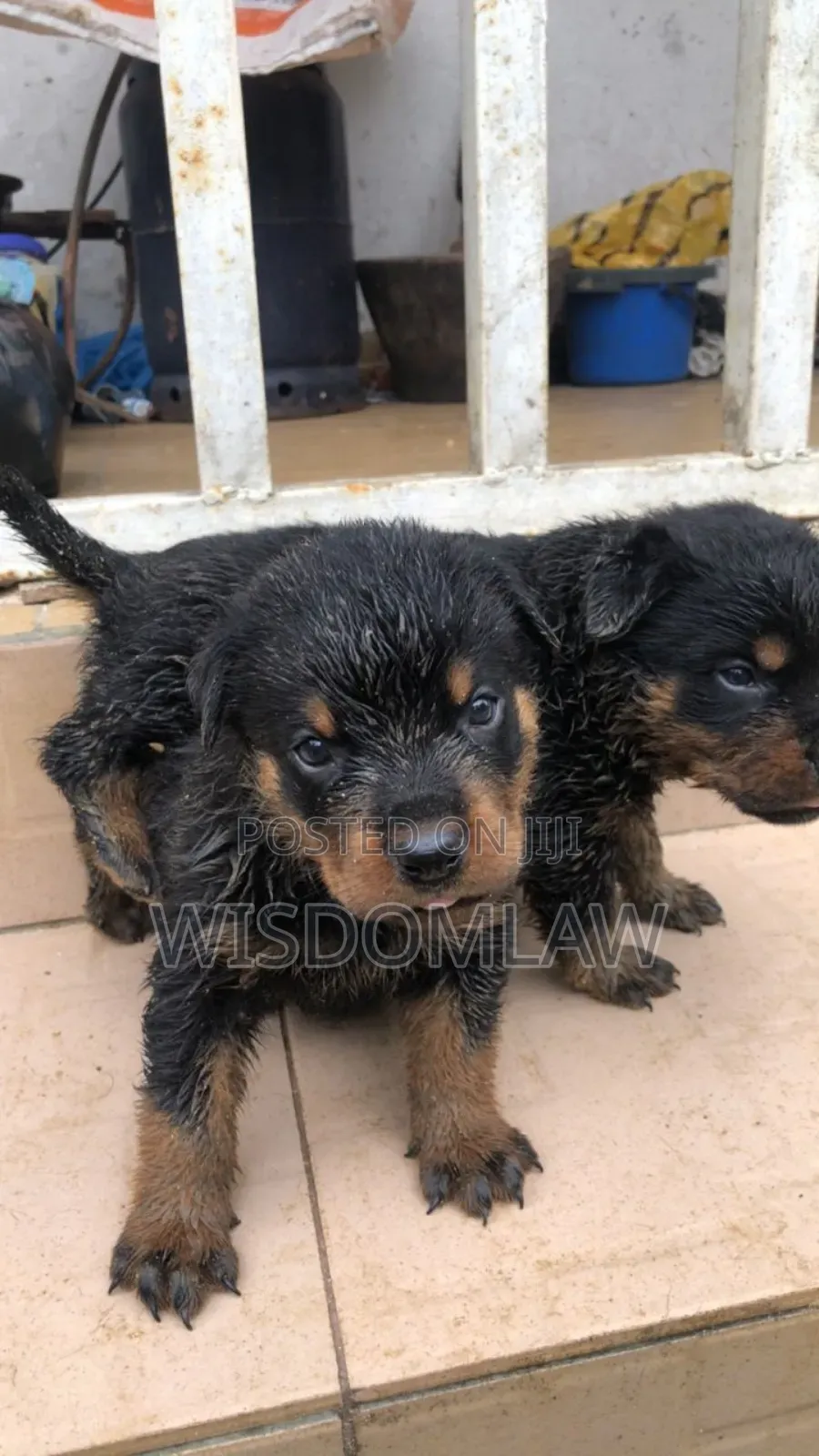 1-3 months Female Purebred Rottweiler