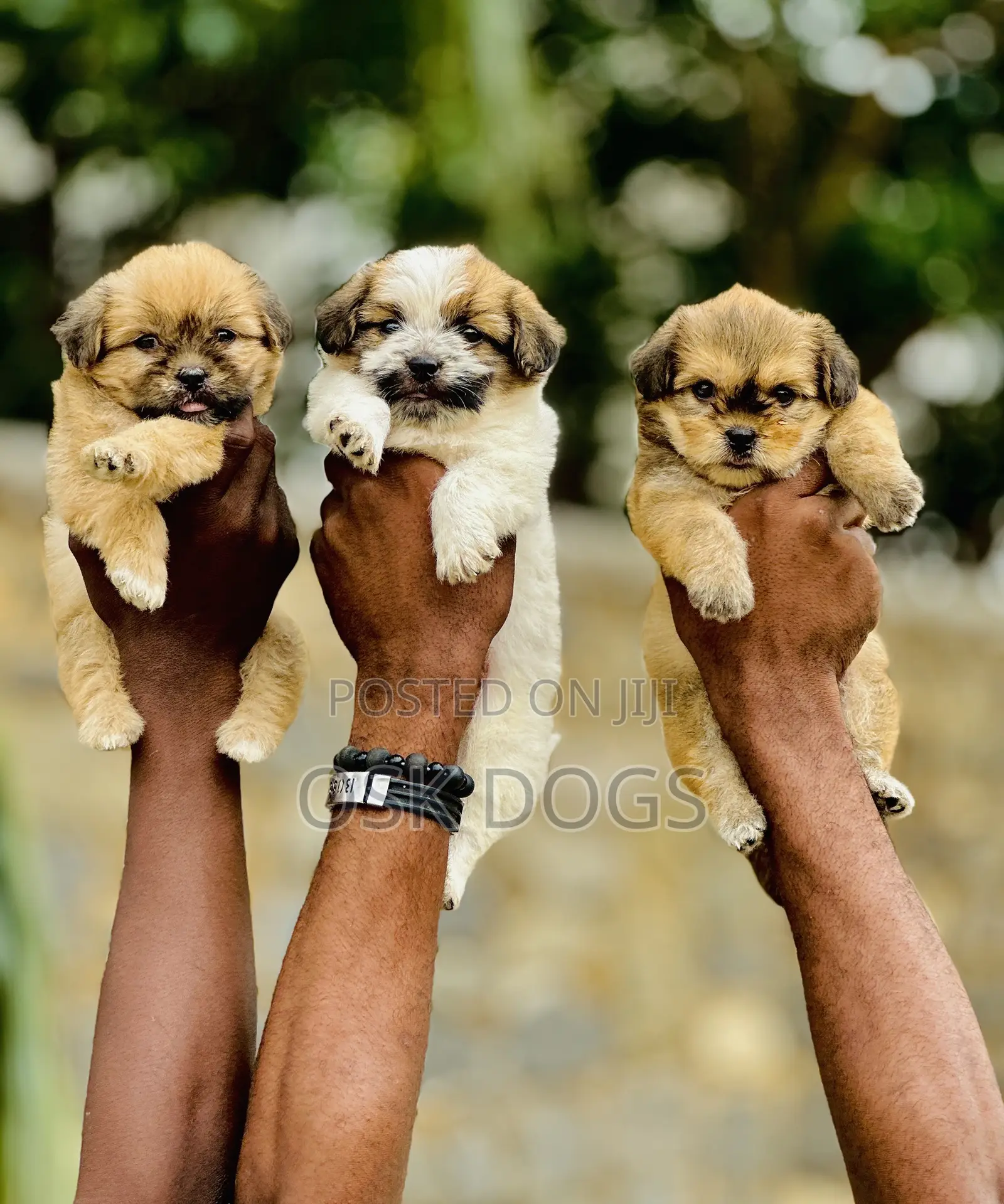 1-3 months Male Purebred Lhasa Apso