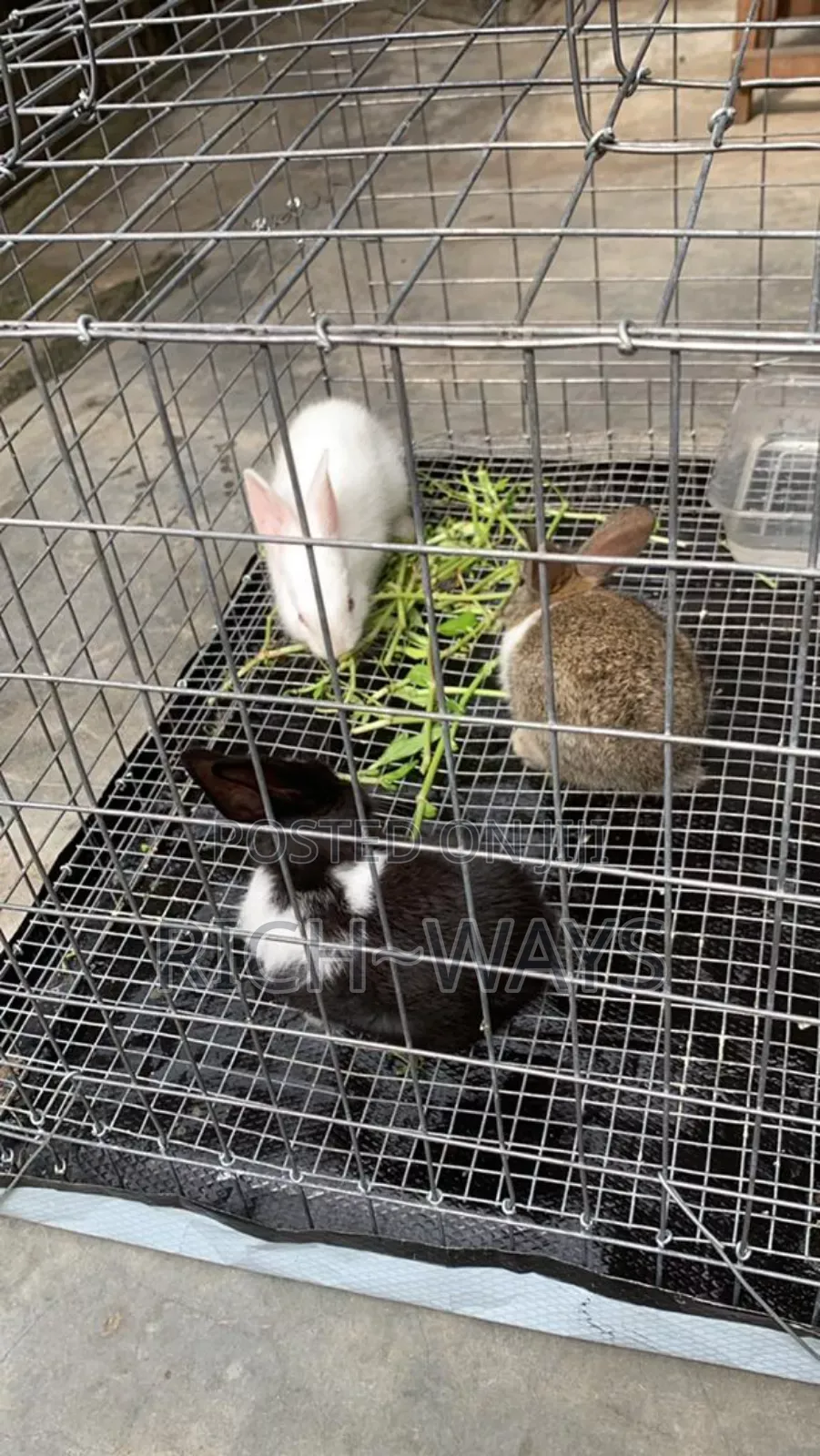 Pet Rabbit Cage