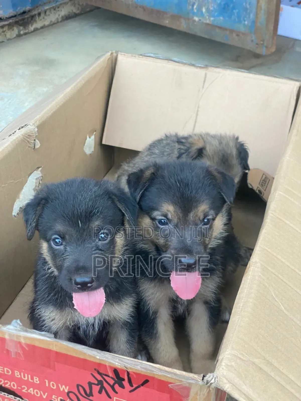 1-3 months Male Purebred German Shepherd