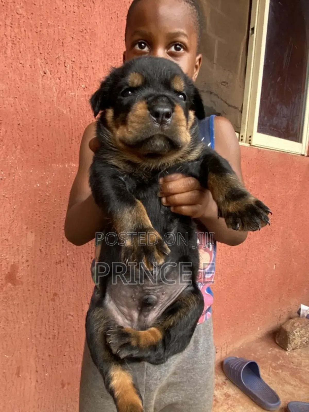 1-3 months Male Purebred Rottweiler