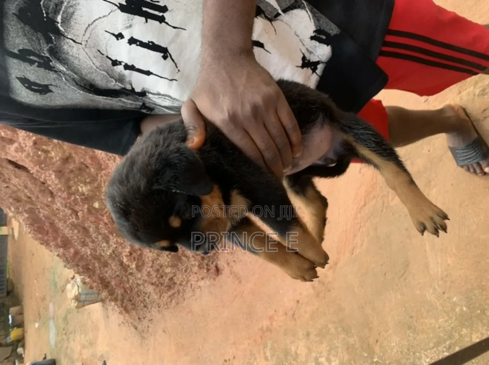1-3 months Female Purebred Rottweiler