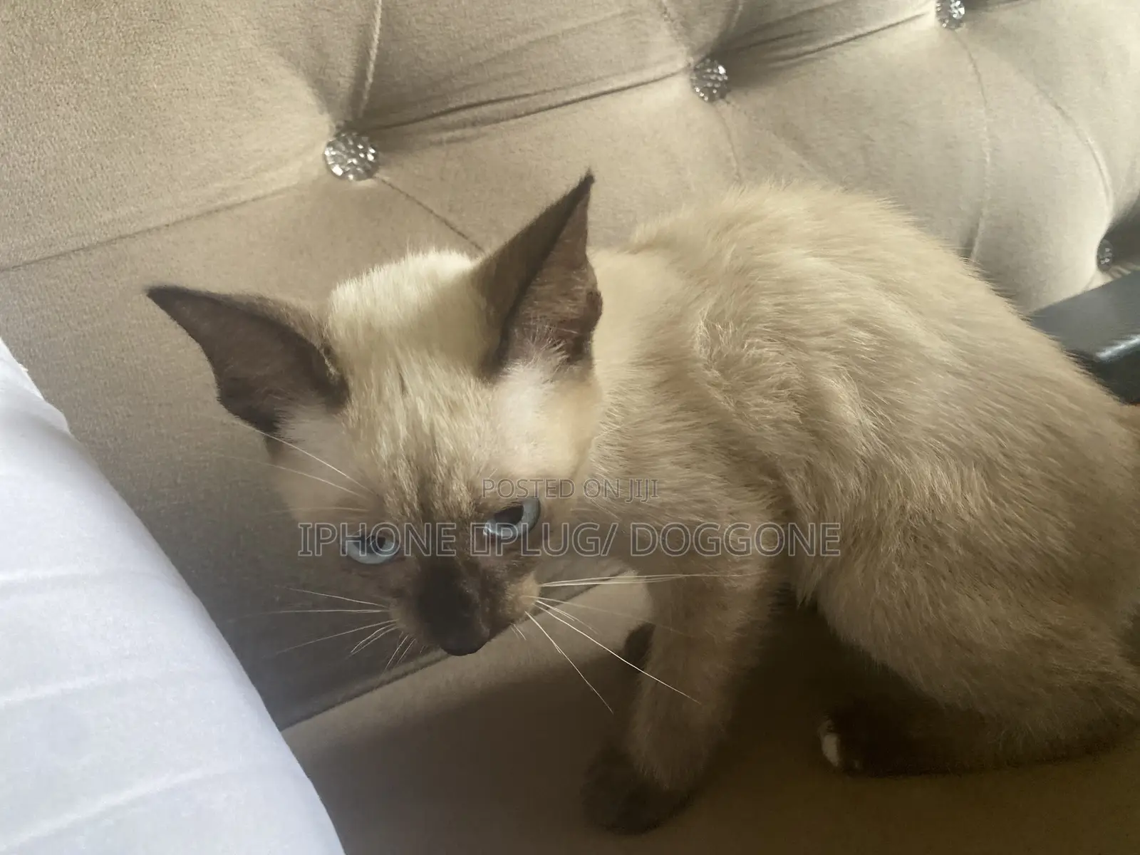 3-6 months Female Purebred Siamese