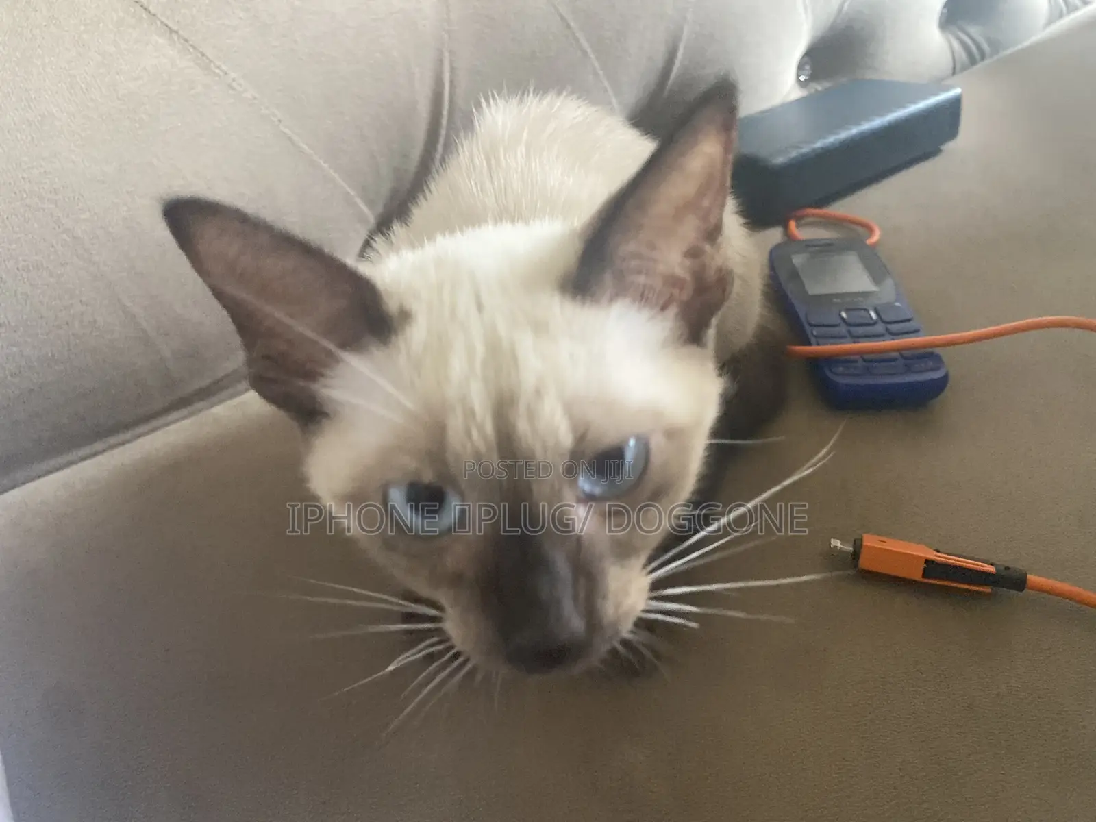 3-6 months Female Purebred Siamese