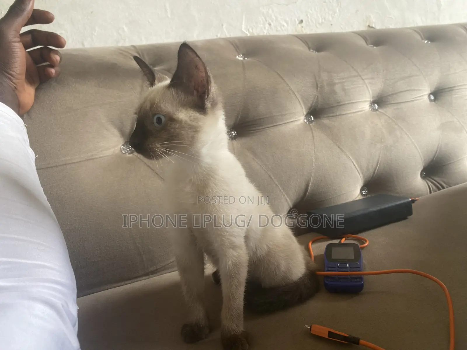 3-6 months Female Purebred Siamese
