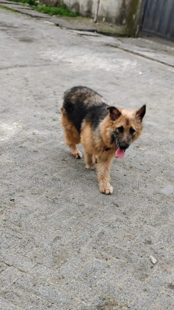 3-6 months Female Purebred German Shepherd