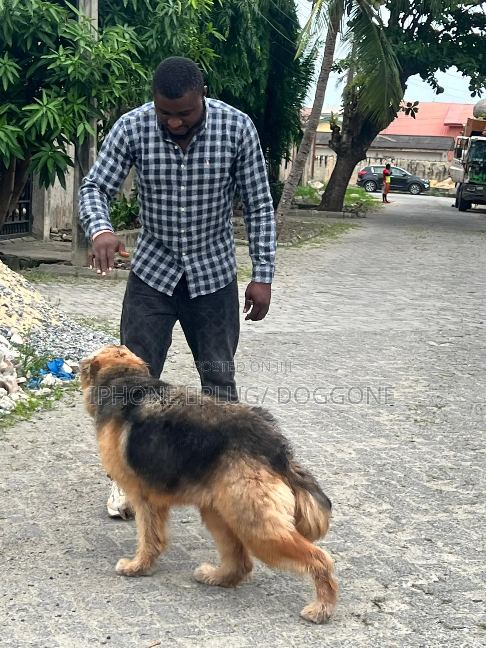 3-6 months Female Purebred German Shepherd
