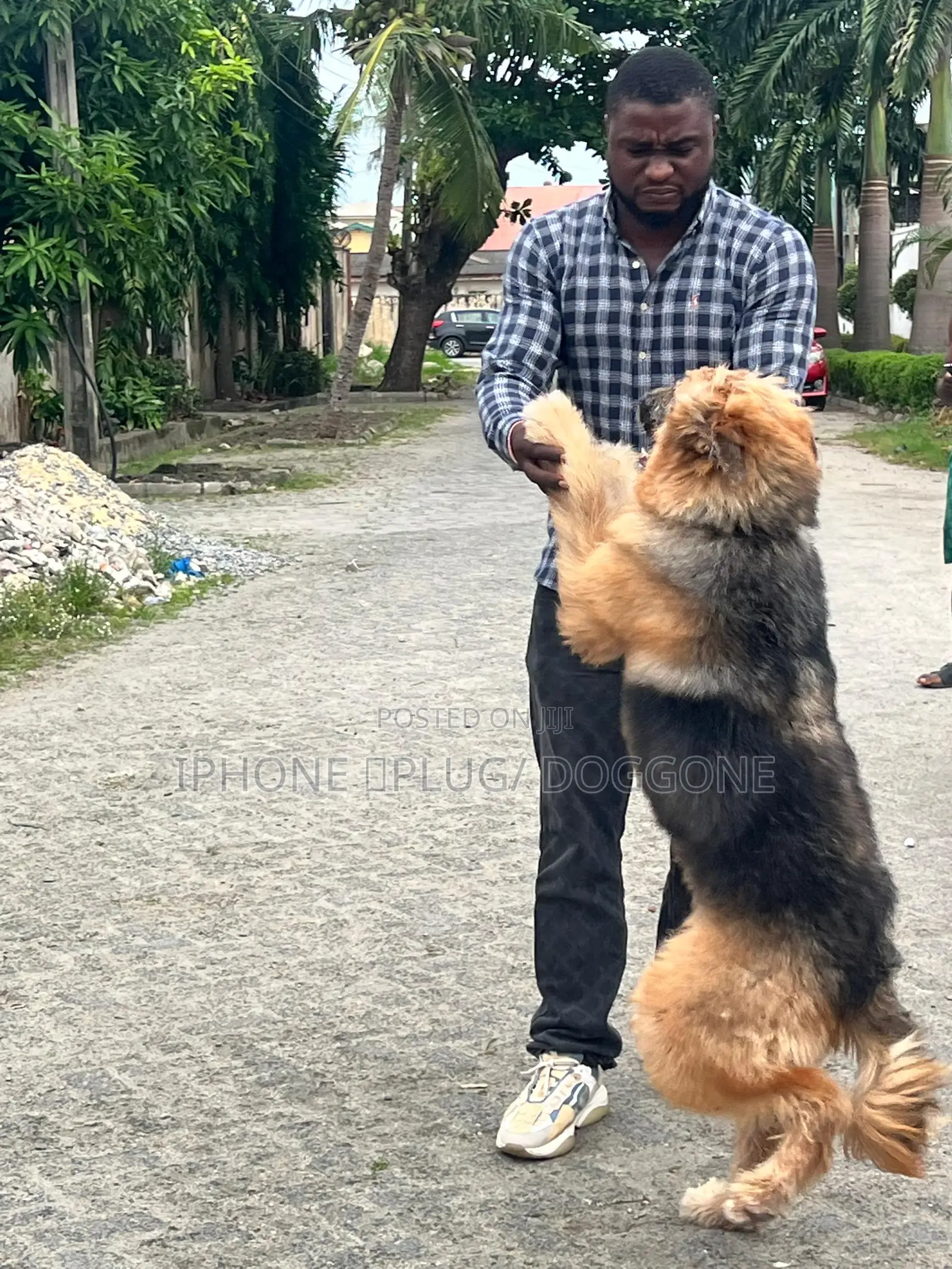 3-6 months Female Purebred German Shepherd