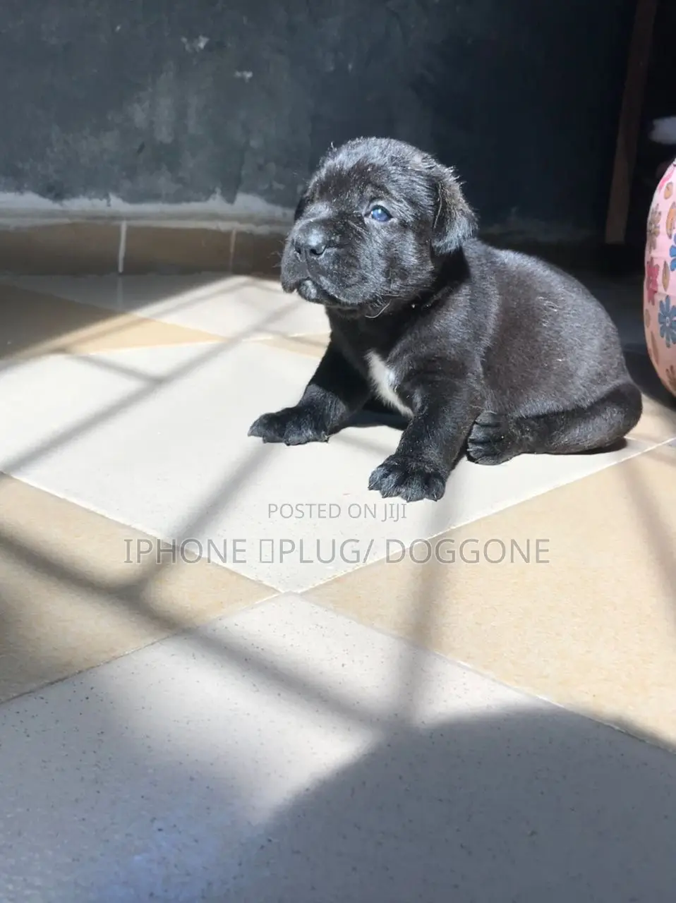 1-3 months Male Purebred Cane Corso