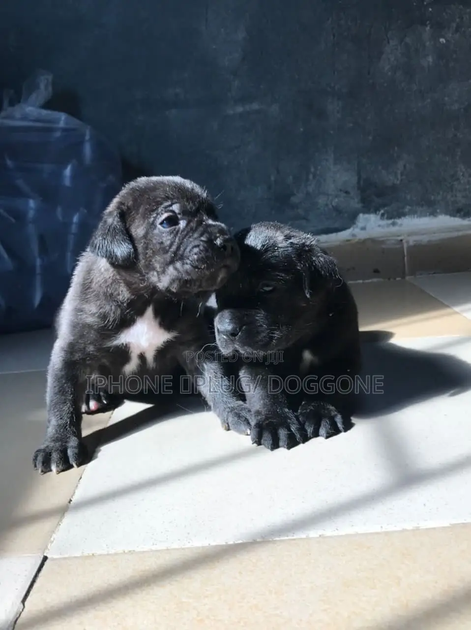 1-3 months Male Purebred Cane Corso