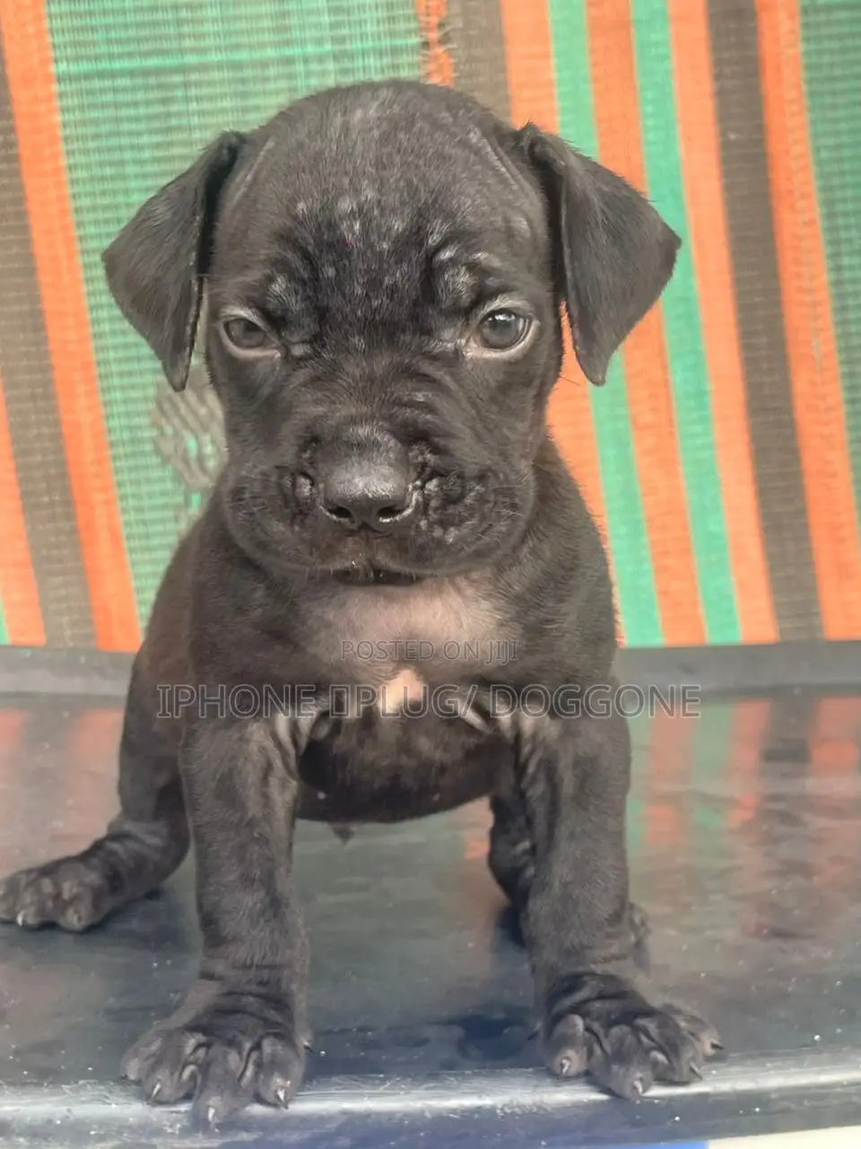 1-3 months Male Purebred Cane Corso