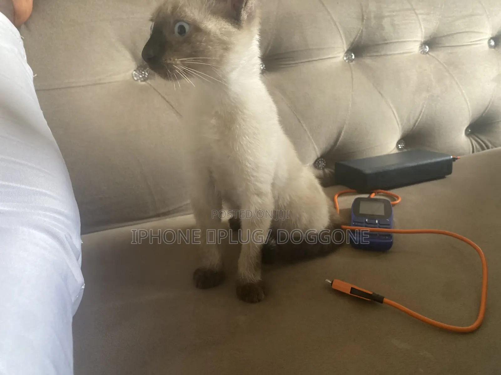 1-3 months Male Purebred Siamese