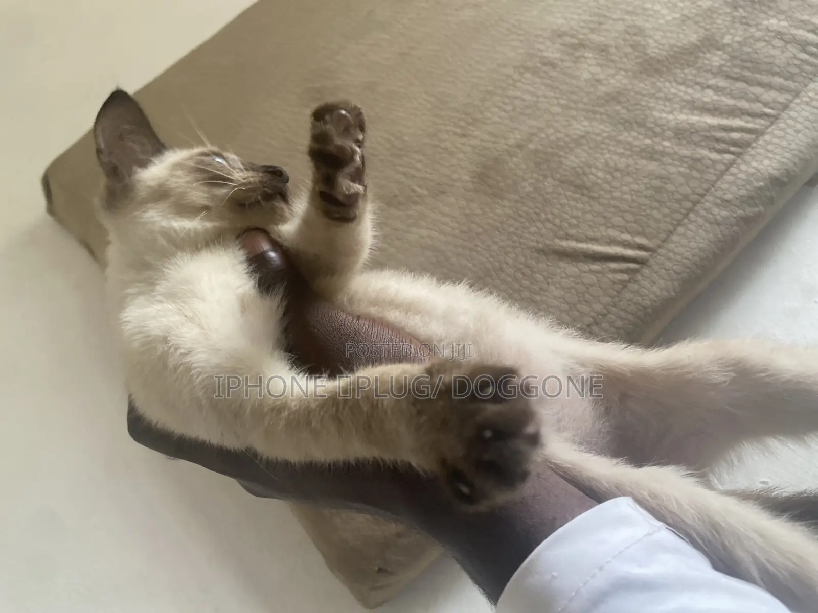 1-3 months Male Purebred Siamese