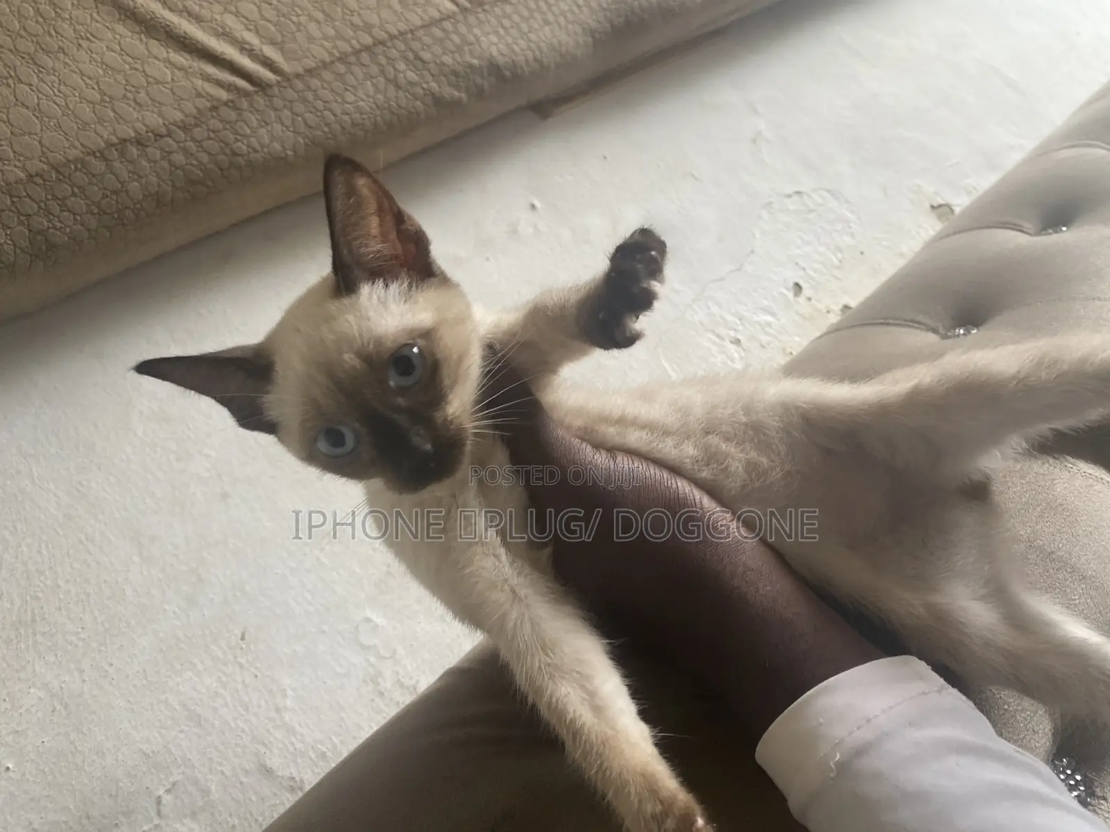 1-3 months Male Purebred Siamese