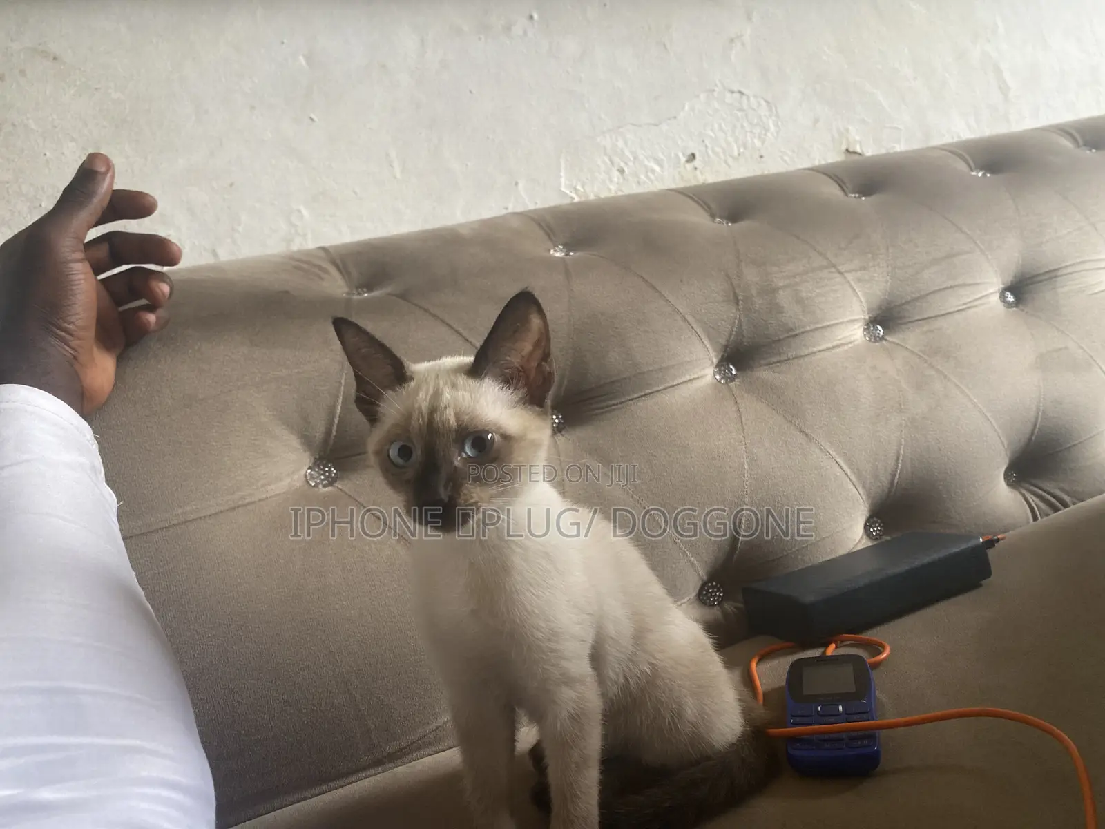 1-3 months Male Purebred Siamese