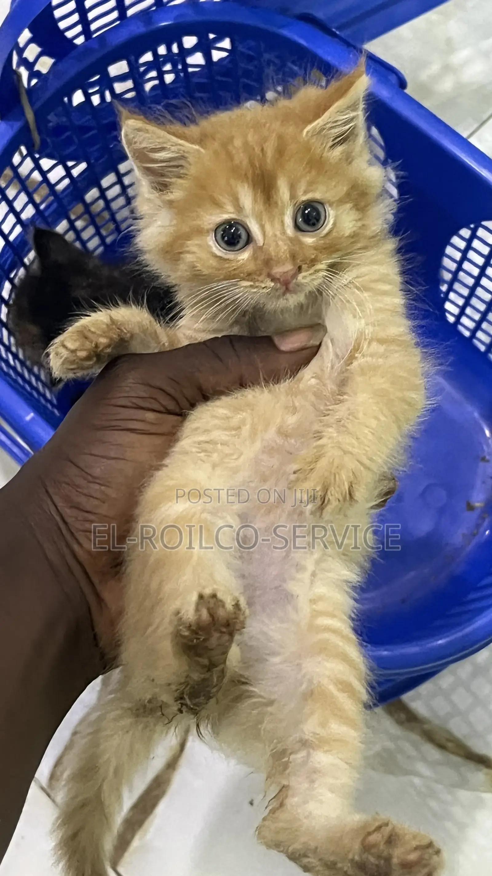1-3 months Male Purebred Turkish Angora