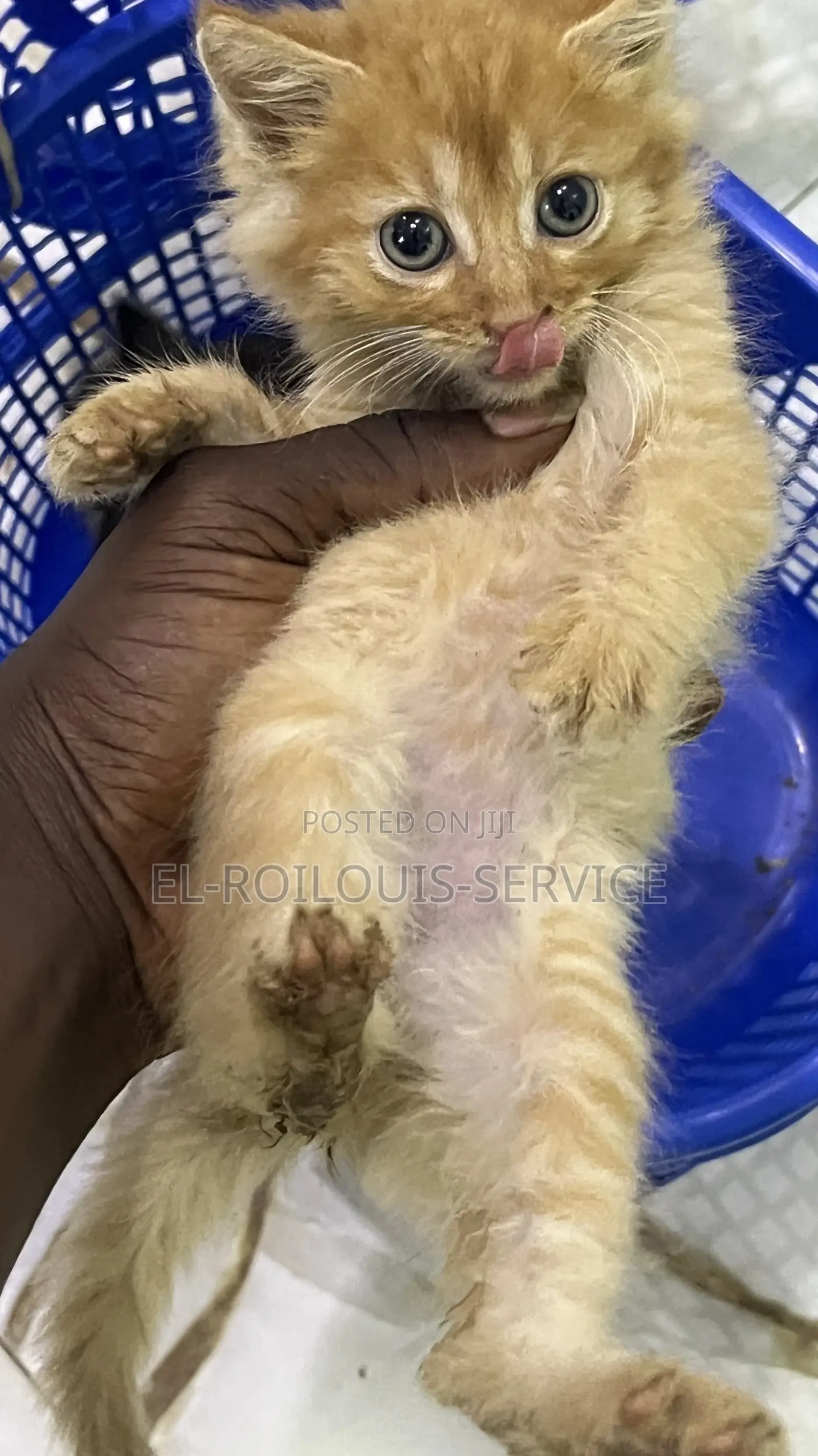 1-3 months Male Purebred Turkish Angora